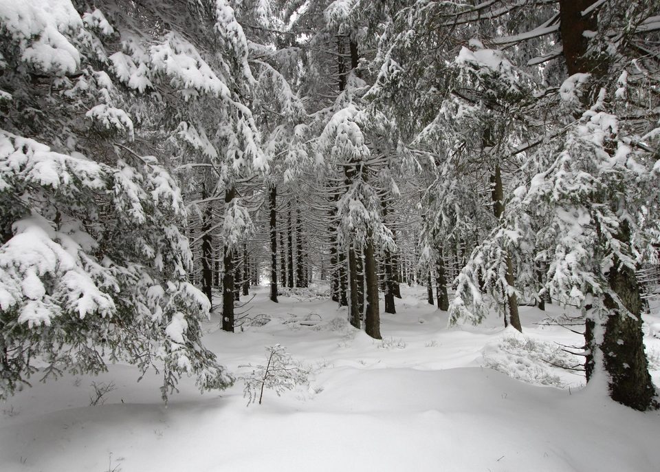 Winterwald