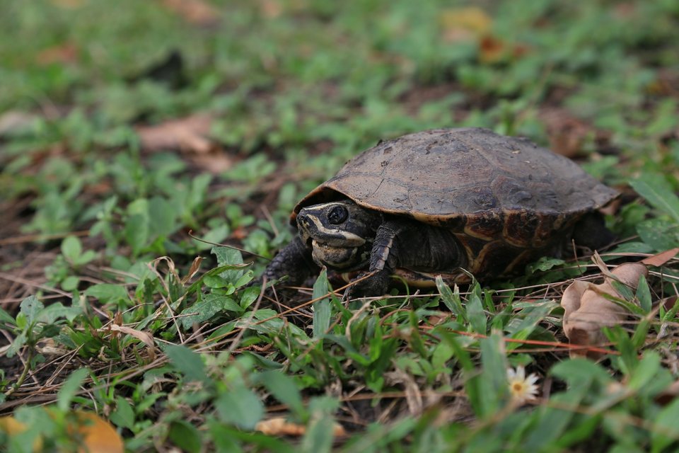 Schildkröte